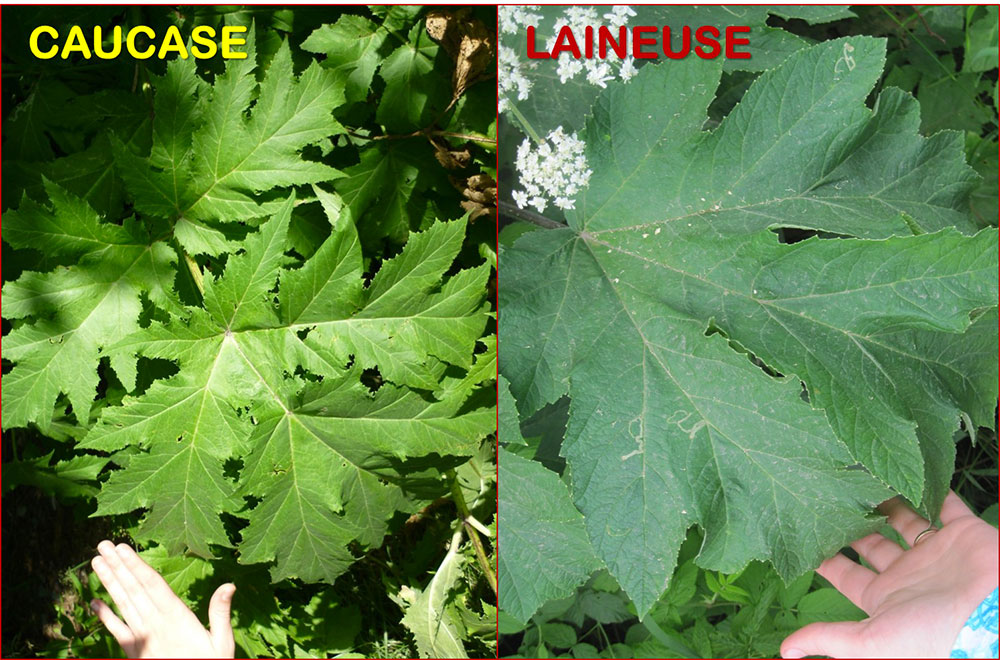 Feuille